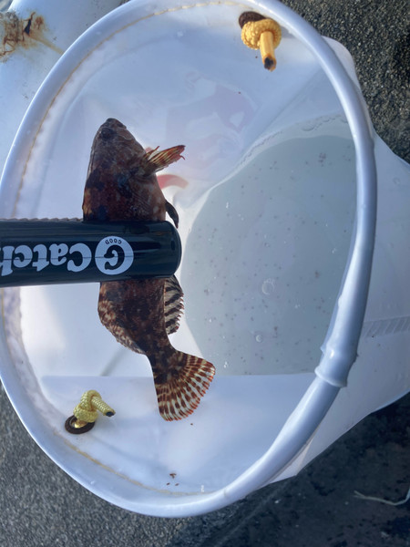 質問に添付された魚の写真