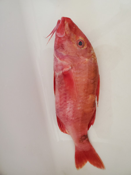 質問に添付された魚の写真