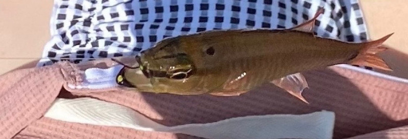 質問に添付された魚の写真