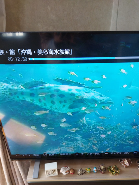 質問に添付された魚の写真