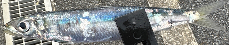 質問に添付された魚の写真