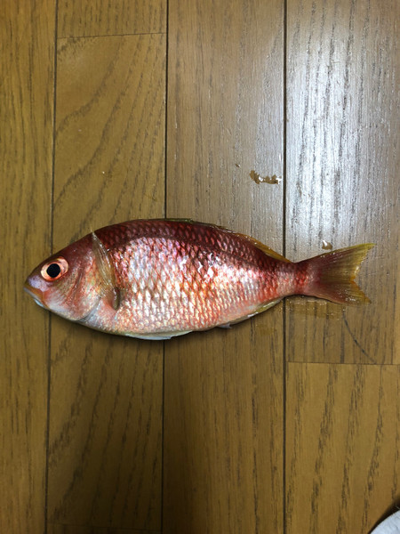 質問に添付された魚の写真