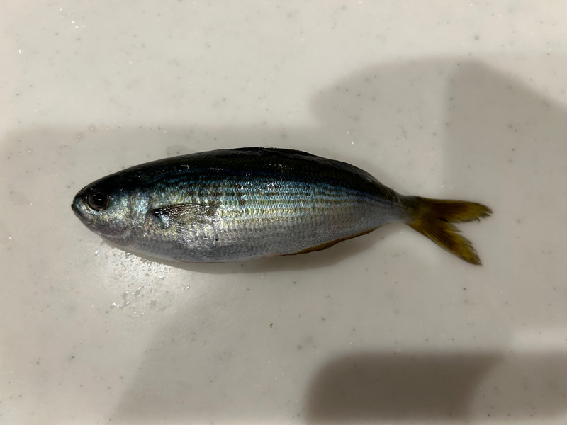 質問に添付された魚の写真