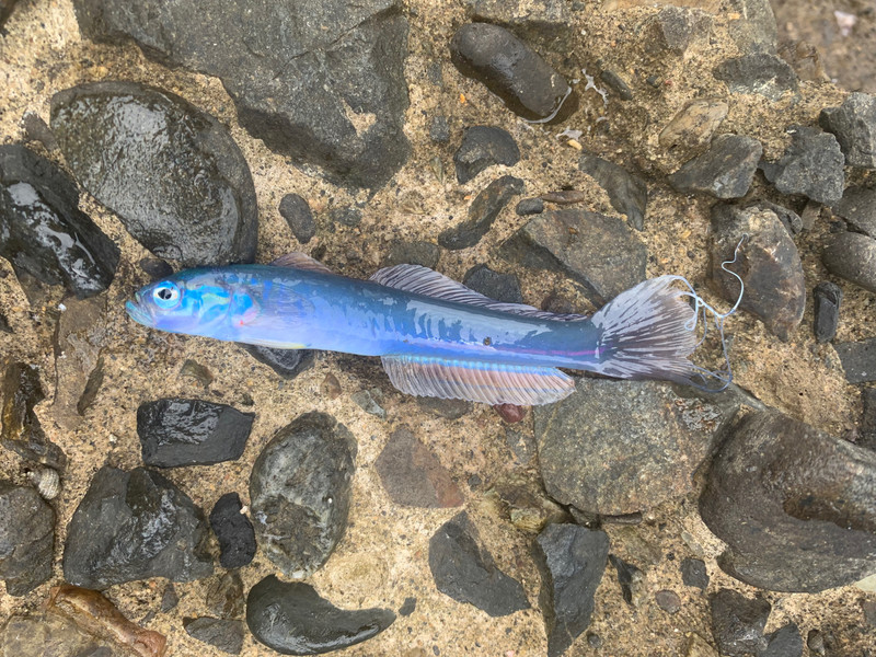 質問に添付された魚の写真