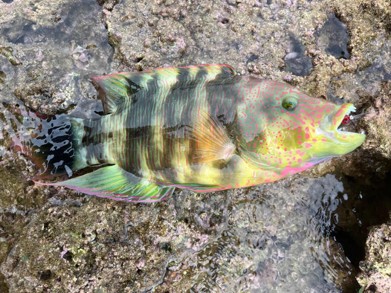 質問に添付された魚の写真