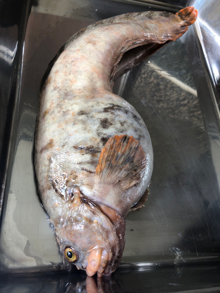 質問に添付された魚の写真
