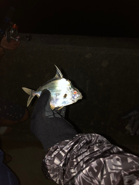 質問に添付された魚の写真