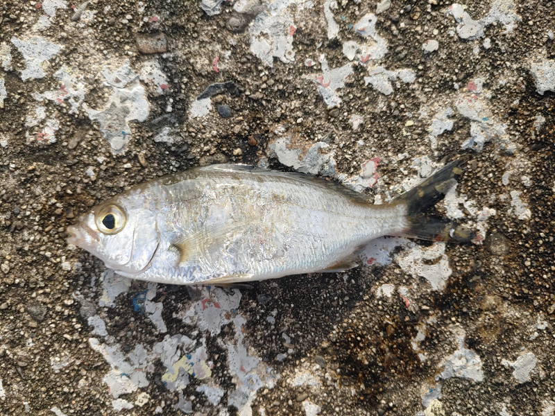質問に添付された魚の写真