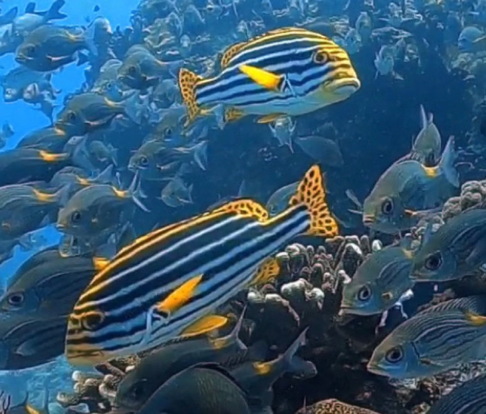 質問に添付された魚の写真