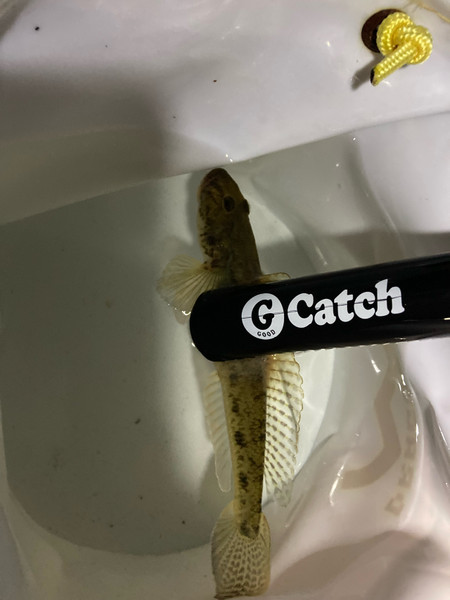 質問に添付された魚の写真