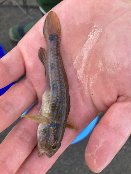 質問に添付された魚の写真