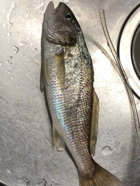 質問に添付された魚の写真