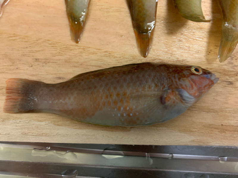 質問に添付された魚の写真