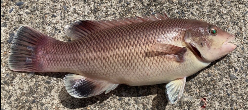 質問に添付された魚の写真