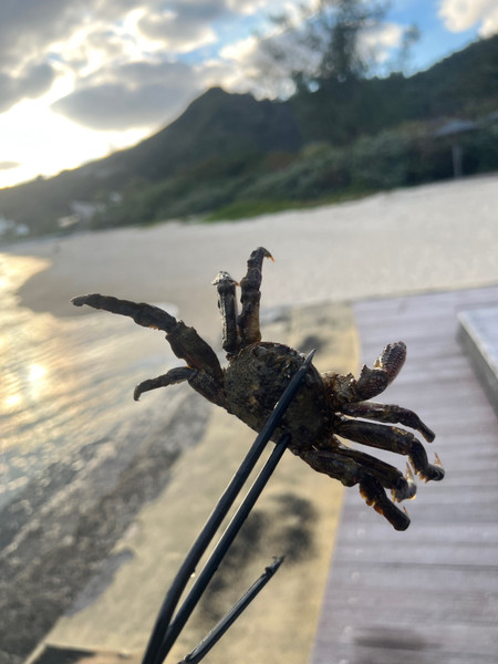 質問に添付された魚の写真