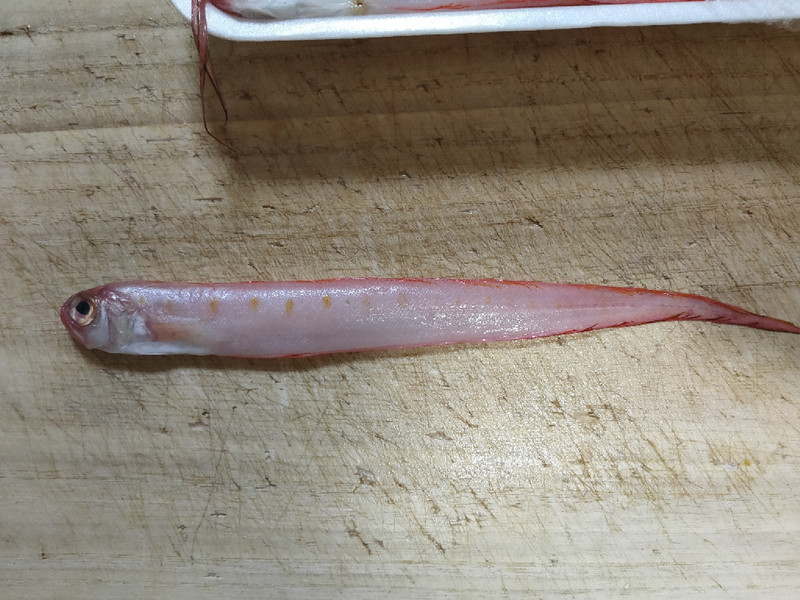質問に添付された魚の写真