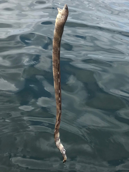 質問に添付された魚の写真