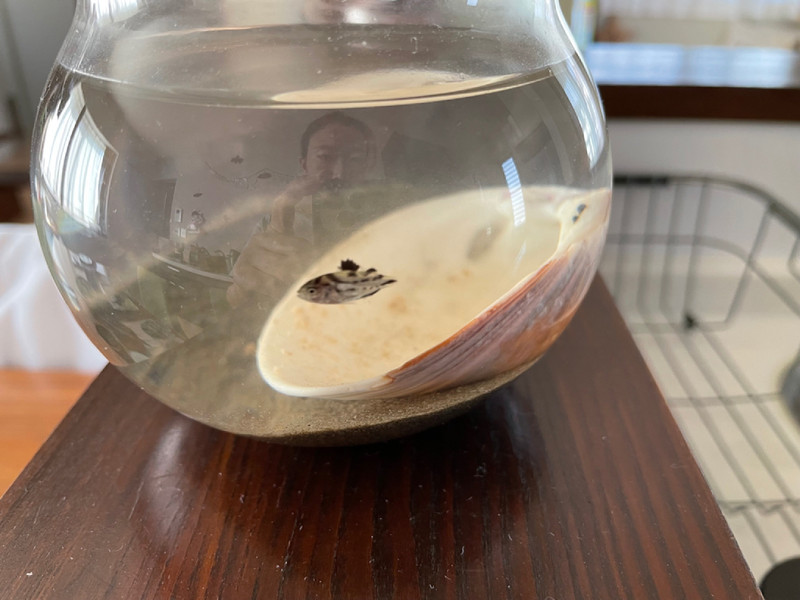 質問に添付された魚の写真