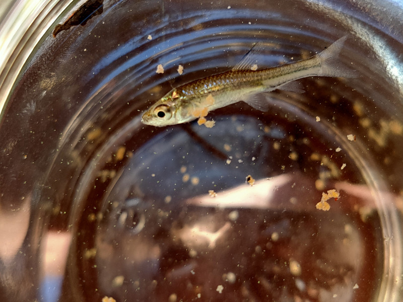 質問に添付された魚の写真