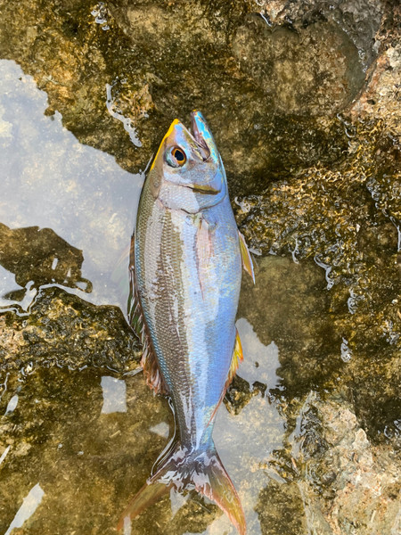 質問に添付された魚の写真