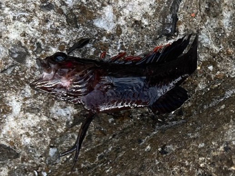 質問に添付された魚の写真