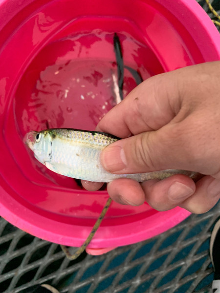 質問に添付された魚の写真