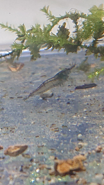 質問に添付された魚の写真