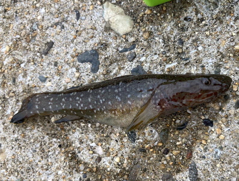 質問に添付された魚の写真