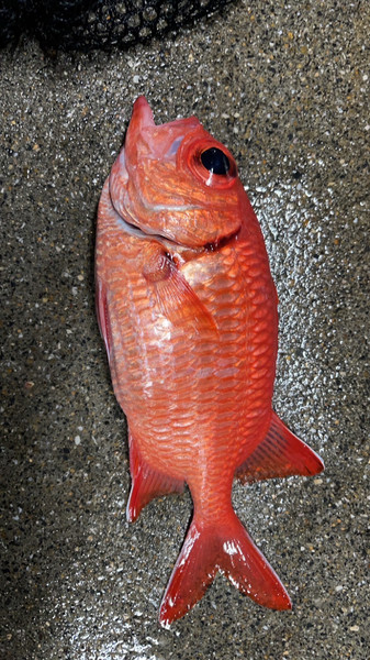 質問に添付された魚の写真