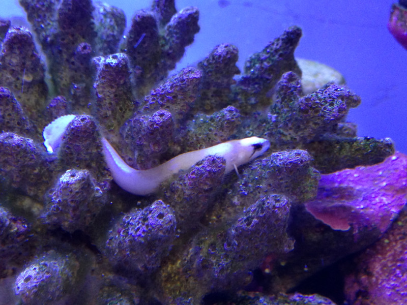 質問に添付された魚の写真
