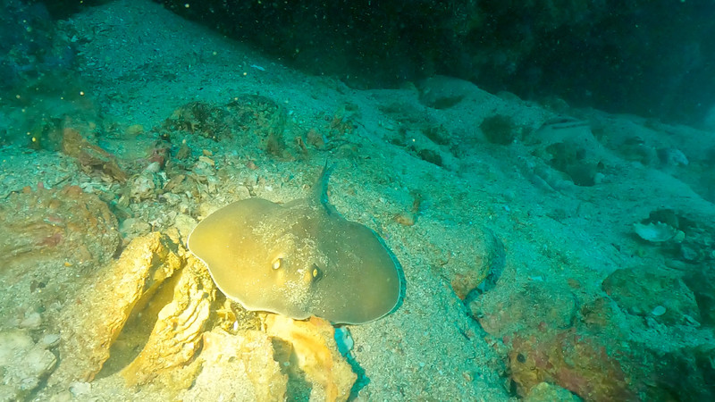 質問に添付された魚の写真