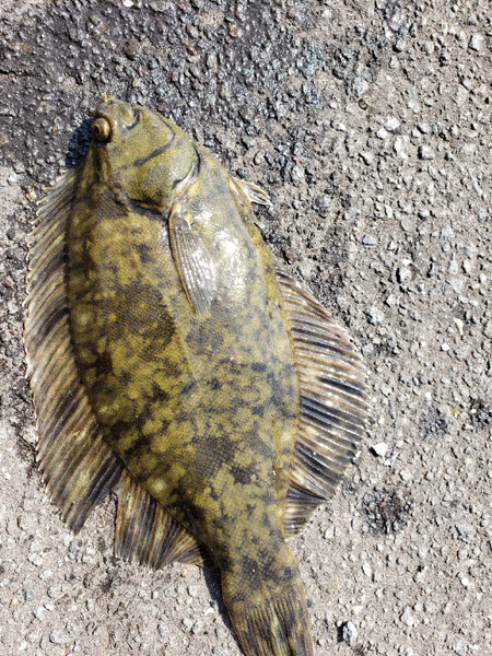 質問に添付された魚の写真