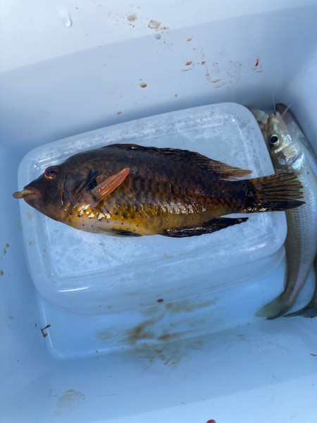 質問に添付された魚の写真