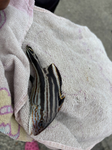 質問に添付された魚の写真