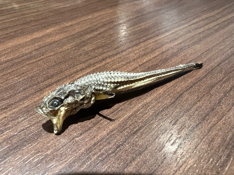 質問に添付された魚の写真