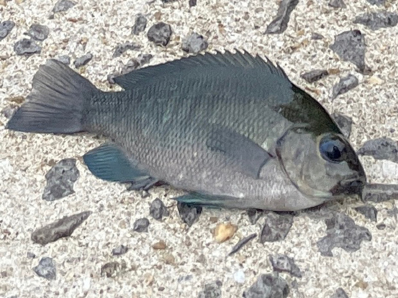 質問に添付された魚の写真