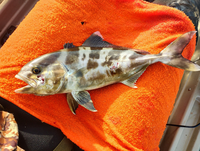 質問に添付された魚の写真