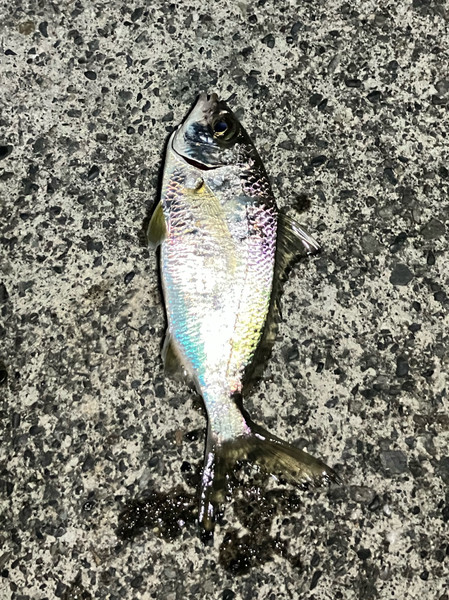 質問に添付された魚の写真