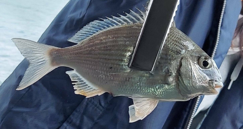 質問に添付された魚の写真