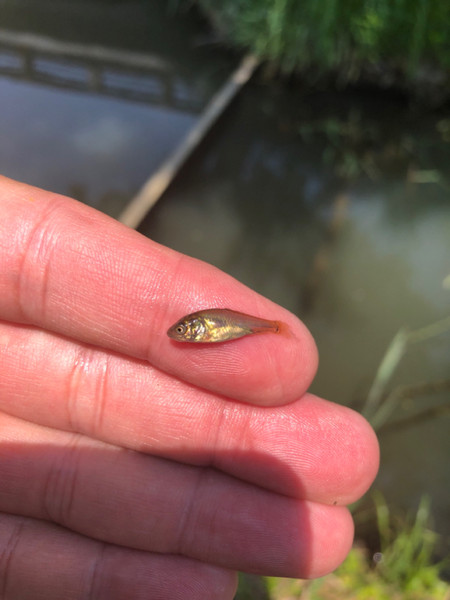 質問に添付された魚の写真