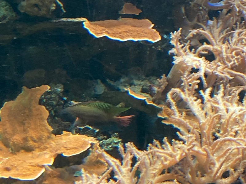 質問に添付された魚の写真