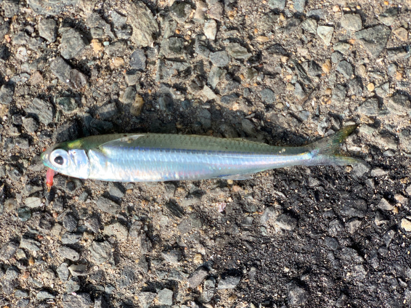質問に添付された魚の写真