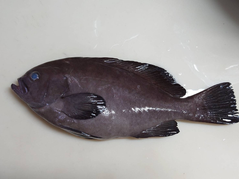 質問に添付された魚の写真