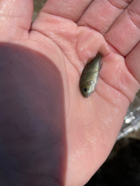 質問に添付された魚の写真