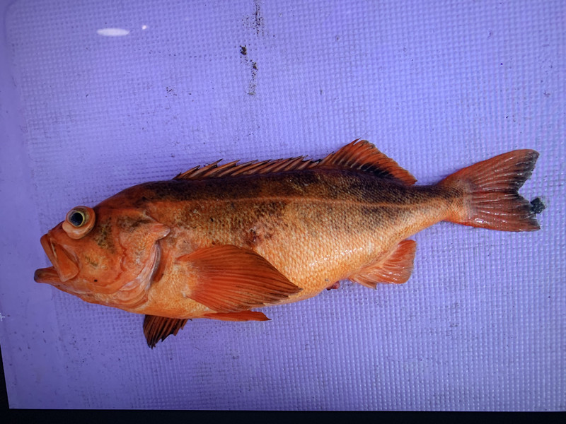 質問に添付された魚の写真