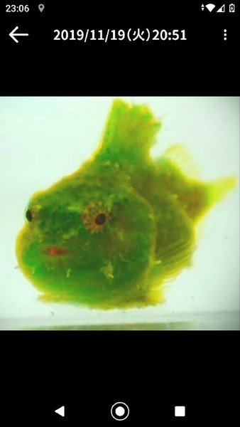質問に添付された魚の写真