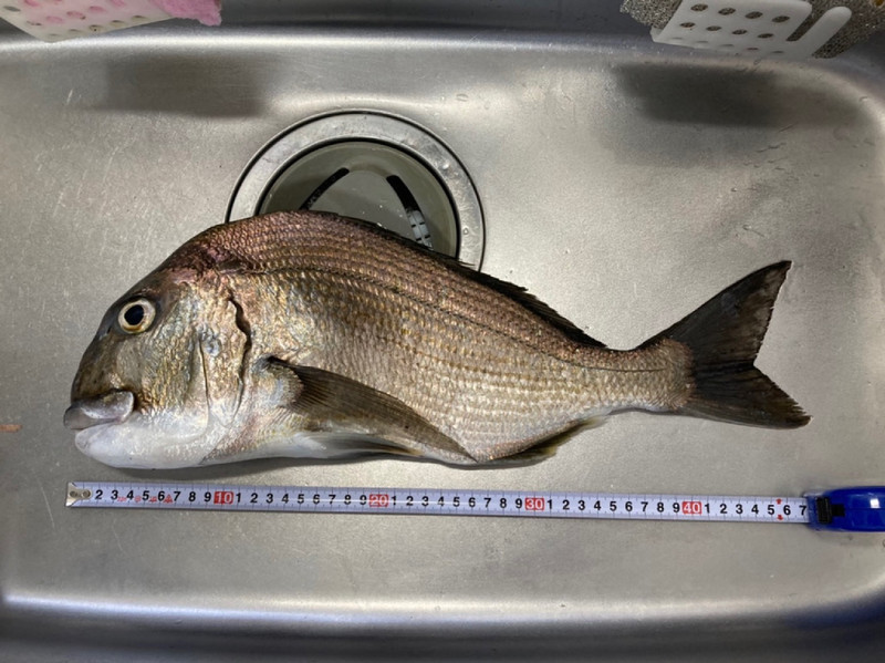 質問に添付された魚の写真