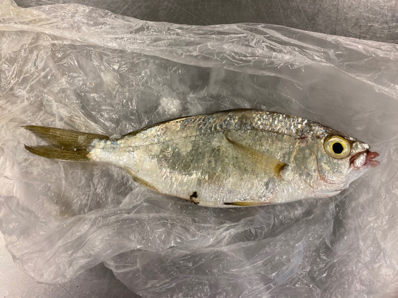 質問に添付された魚の写真