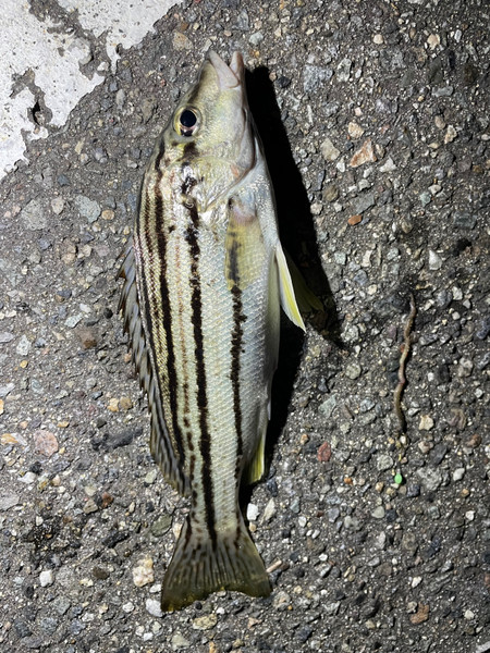 質問に添付された魚の写真