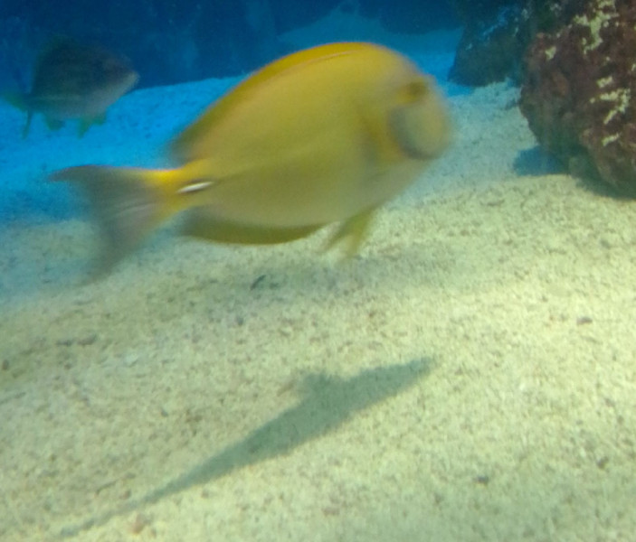 質問に添付された魚の写真
